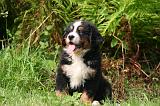 BOUVIER BERNOIS 552